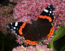 Vanessa atalanta - Red Admiral